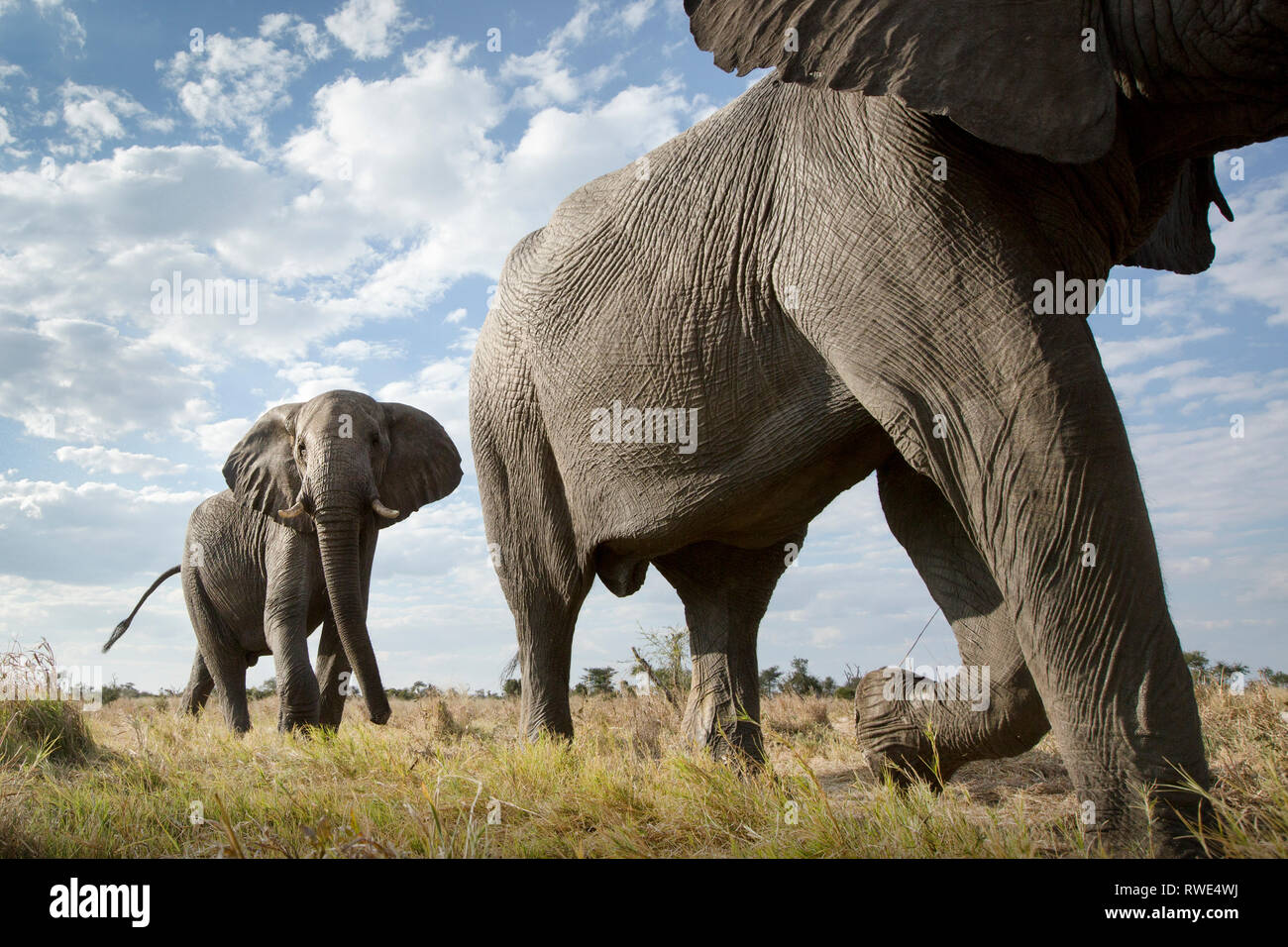 Une image abstraite d'un faible angle d'éléphant comme elles à pied de parc national Hwange au Parc National de Chobe, au Botswana. Banque D'Images