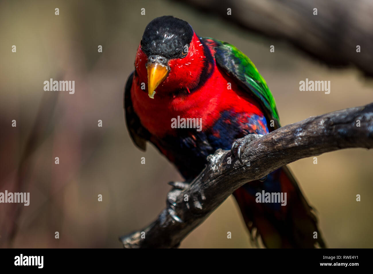 Très belle noire perroquet lory (Lorius lory). Des animaux de la faune. Banque D'Images