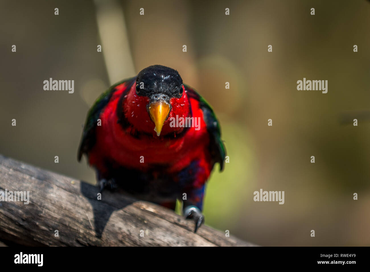 Très belle noire perroquet lory (Lorius lory). Des animaux de la faune. Banque D'Images