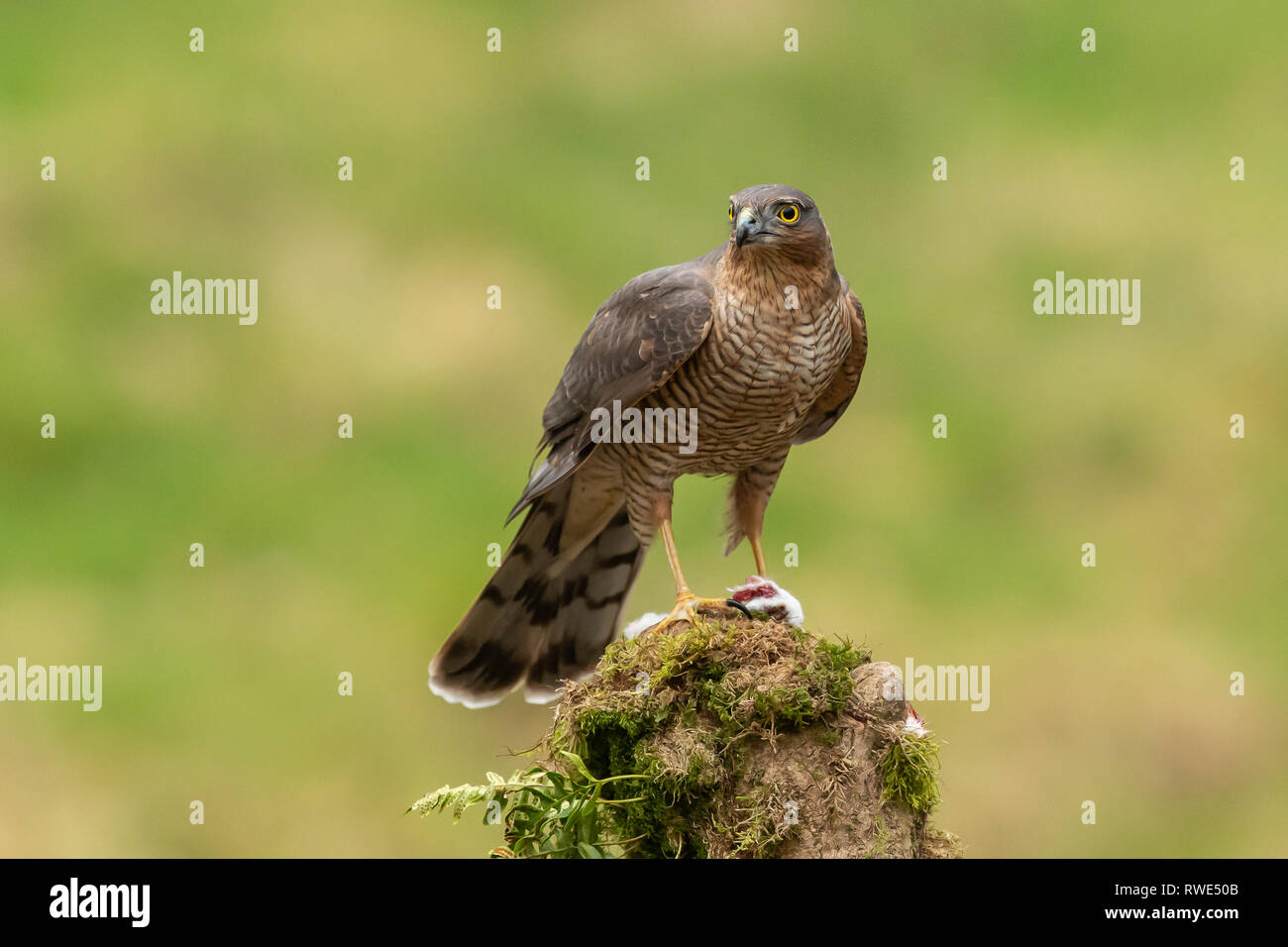 Femme blanche (Accipiter nisus) assis sur une souche d'arbre avec les proies dans ses serres Banque D'Images