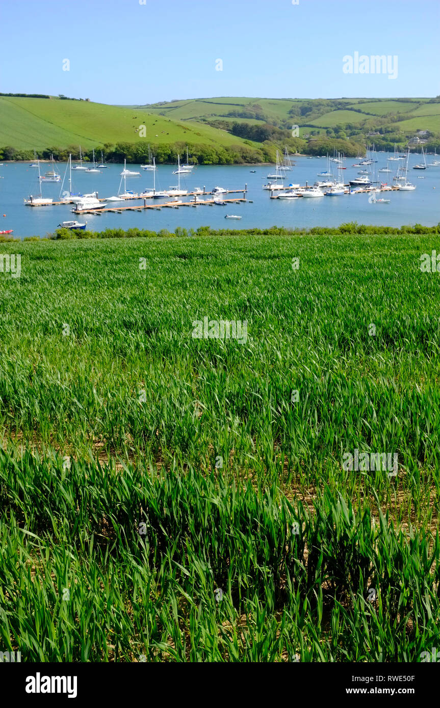 Voir d'amarrage et des yachts sur l'estuaire de Salcombe prises à partir d'un champ de blé précoce sur Snape Point, Salcombe, Devon, UK. Banque D'Images