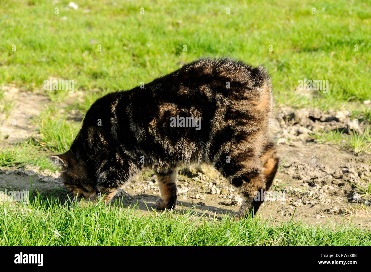 Un Chat Manx Sans Queue Au Sanctuaire De Chat Mann Sur L Ile De Man L Ile De Man Avec Sa Capitale Douglas Est Situe Au Milieu De T Photo Stock Alamy