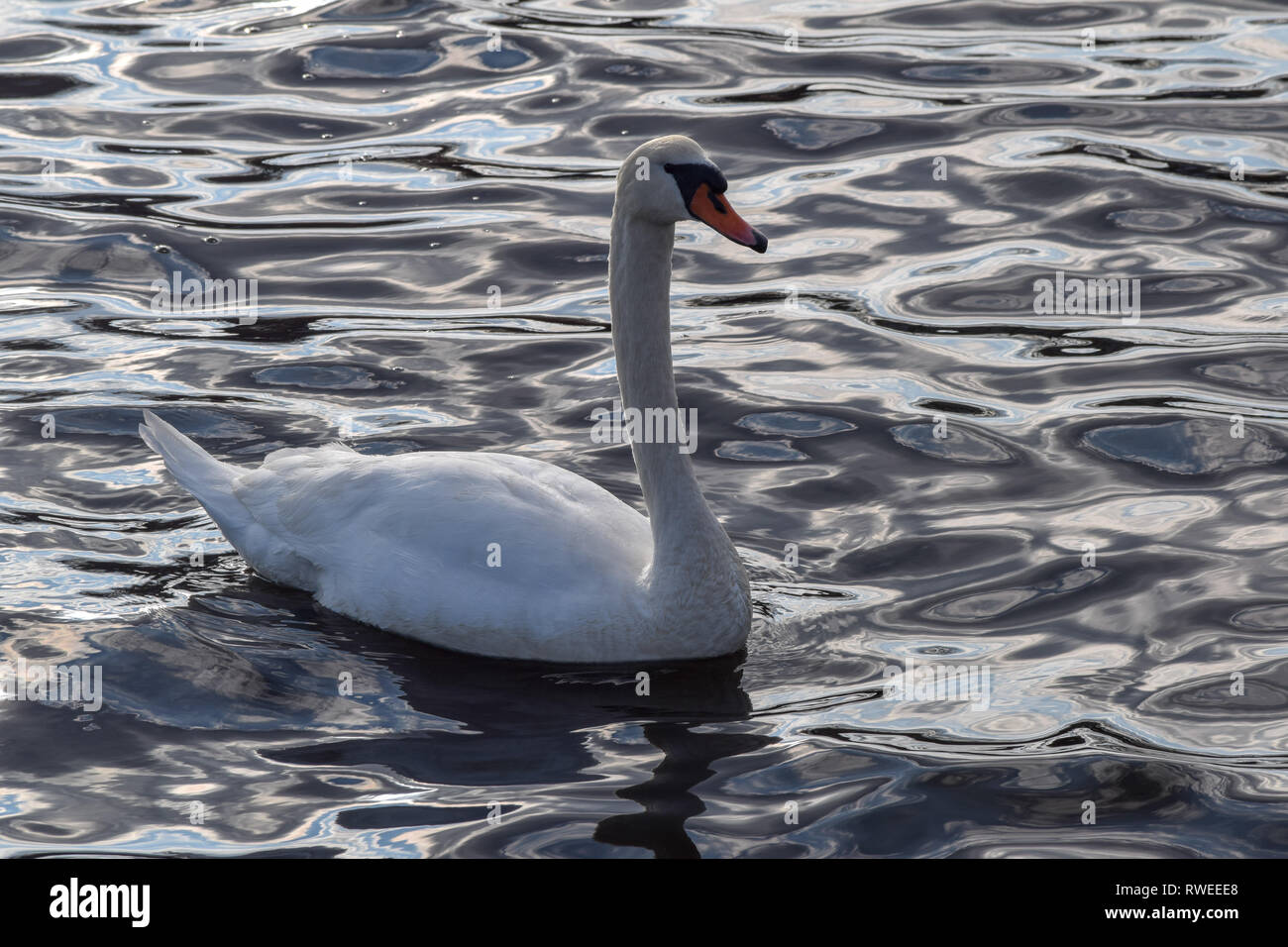 Swan de Lakeland en Floride Banque D'Images