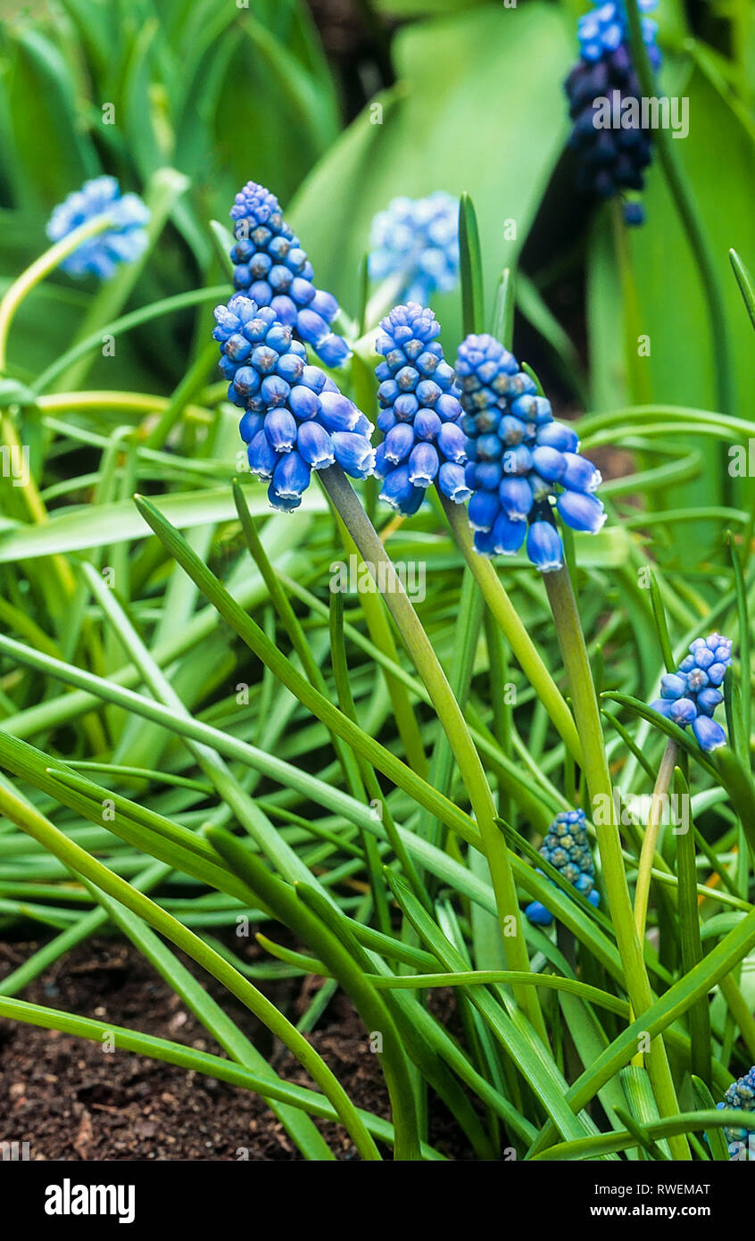 Muscari armeniacum une plante en fleur au printemps avec des grappes d'un bleu éclatant avec whute embout bouche poussent en plein soleil, aussi appelé muscaris Banque D'Images