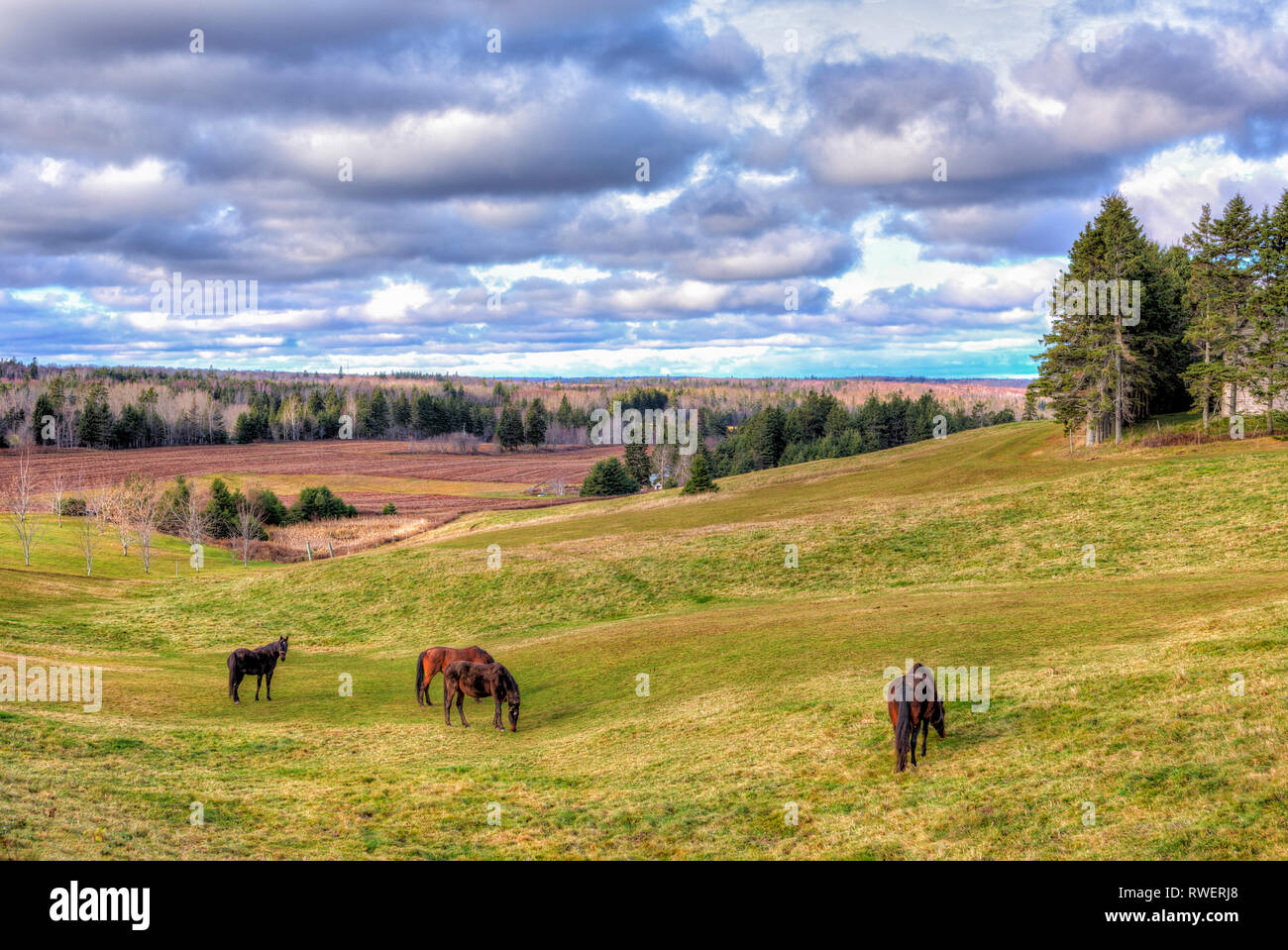 Le pâturage des chevaux, Darlington, Prince Edward Island, canada Banque D'Images