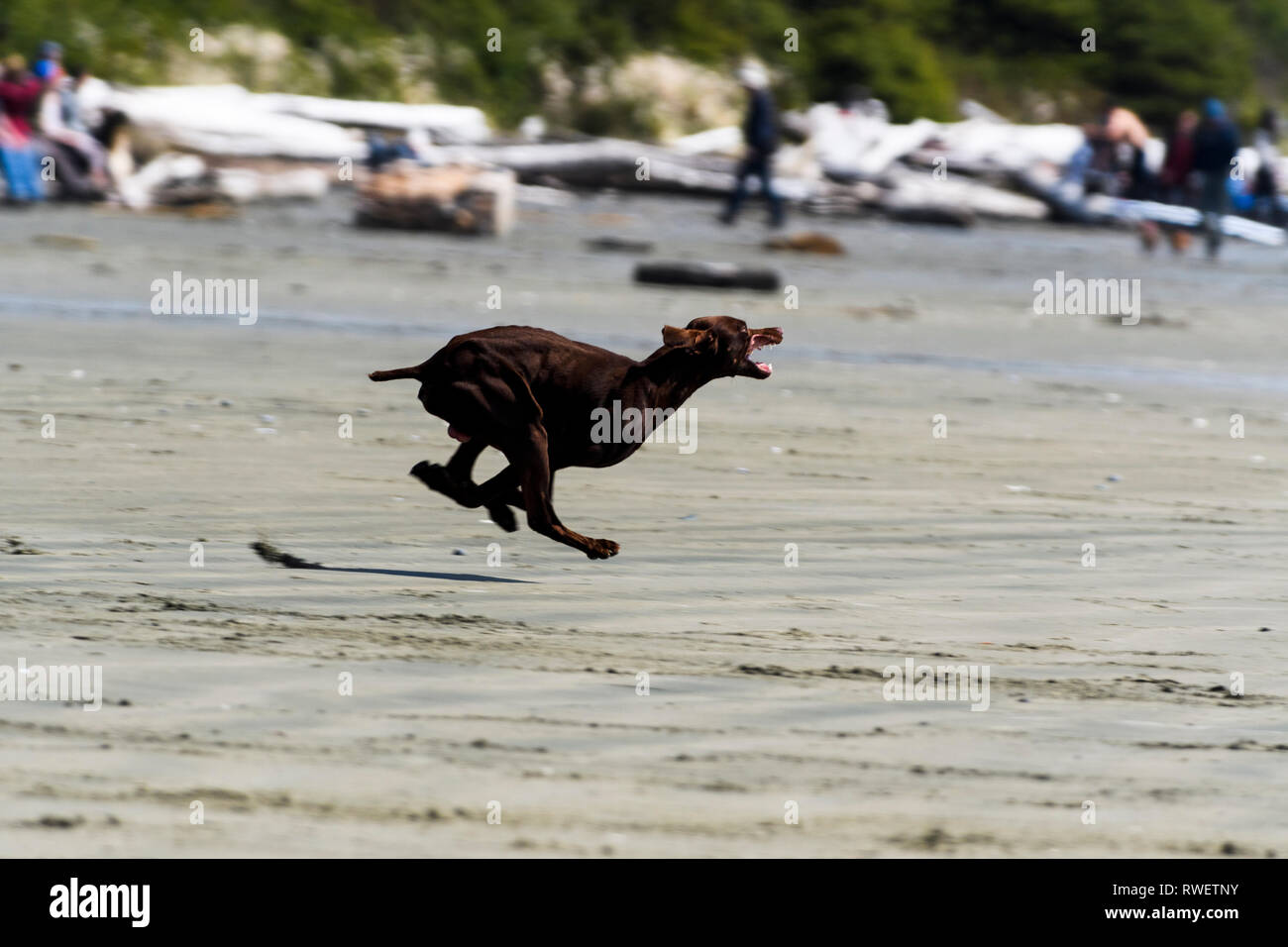 Un Dobermann fonctionnant sur Long Beach près de Tofino, Colombie-Britannique, Canada Banque D'Images