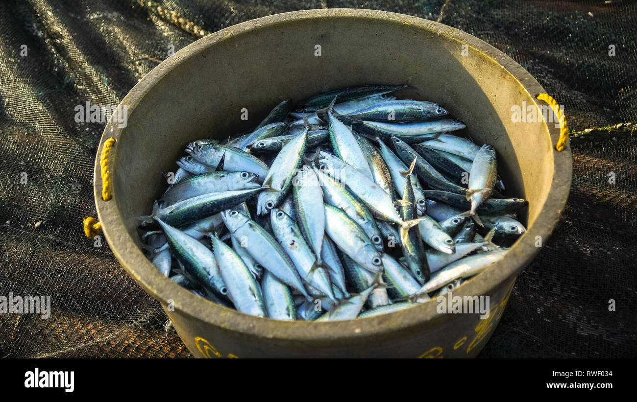 Petit seau de poissons capturés par les pêcheurs - Antique - Philippines, Tibiao Banque D'Images