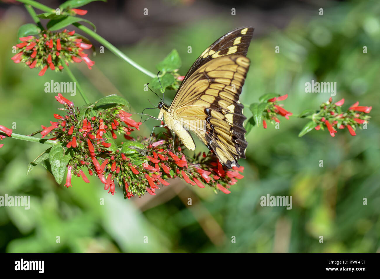 Papillon jaune et noir assis sur une fleur rouge dans la forêt tropicale de la Floride Gainesville papillon Banque D'Images