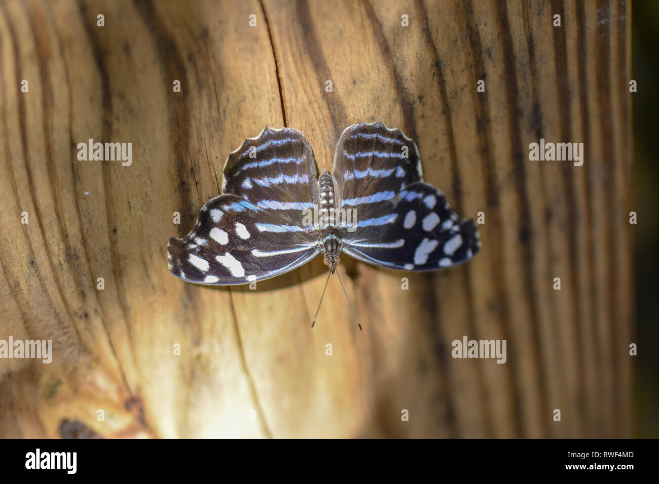 Papillon bleu et noir dans le papillon forêt tropicale de Gainesville, Floride Banque D'Images