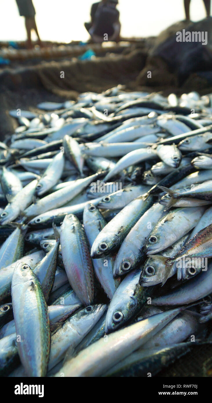 Tas de petits poissons capturés par les pêcheurs - Antique - Philippines, Tibiao Banque D'Images