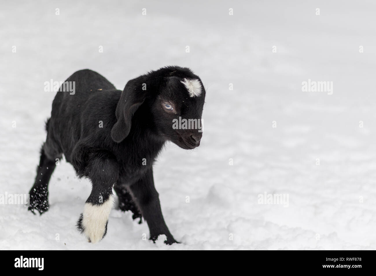 Bebe Noir Et Blanc Avec Des Oreilles De Chevre Boer Lop En Hiver Neige Photo Stock Alamy