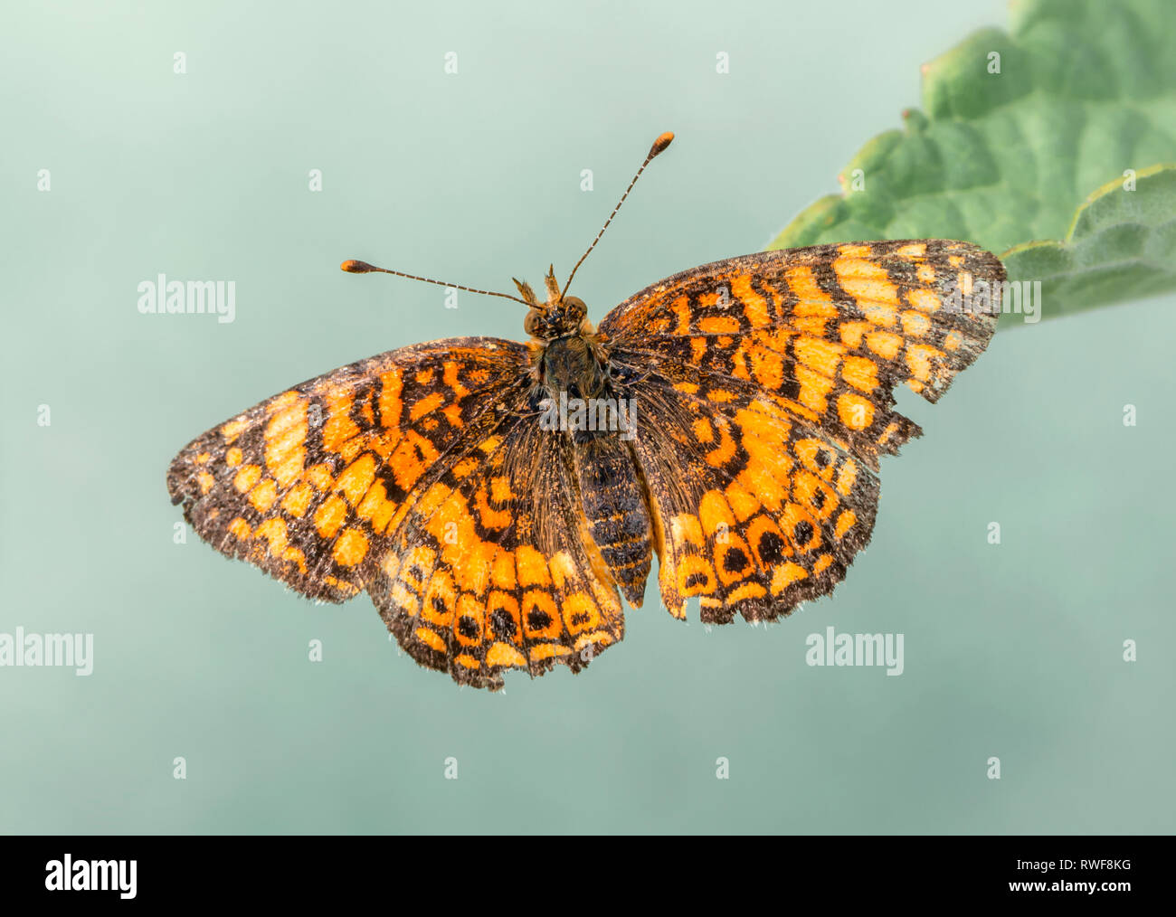Phyciodes mylitta Mylitta Croissant-rouge papillon aux ailes écartées, vue d'en haut, sur un fond vert Banque D'Images