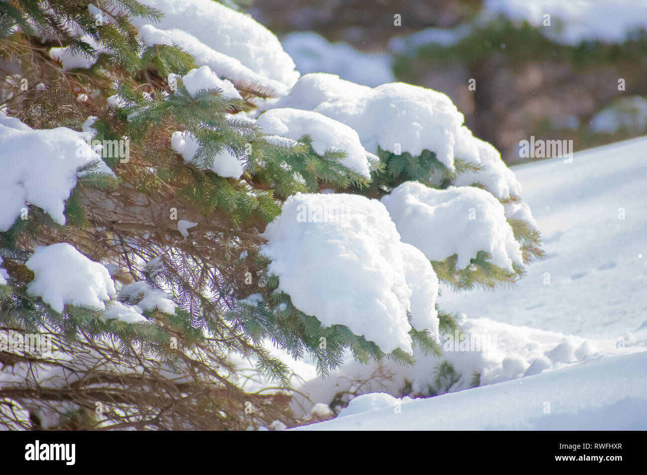 Pine Tree avec de la neige sur les Branches Banque D'Images