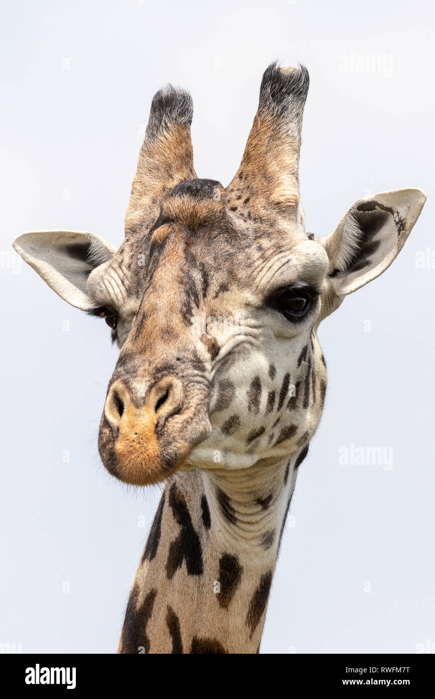 Girafe de Masai, Masai Mara, Kenya, Afrique Banque D'Images