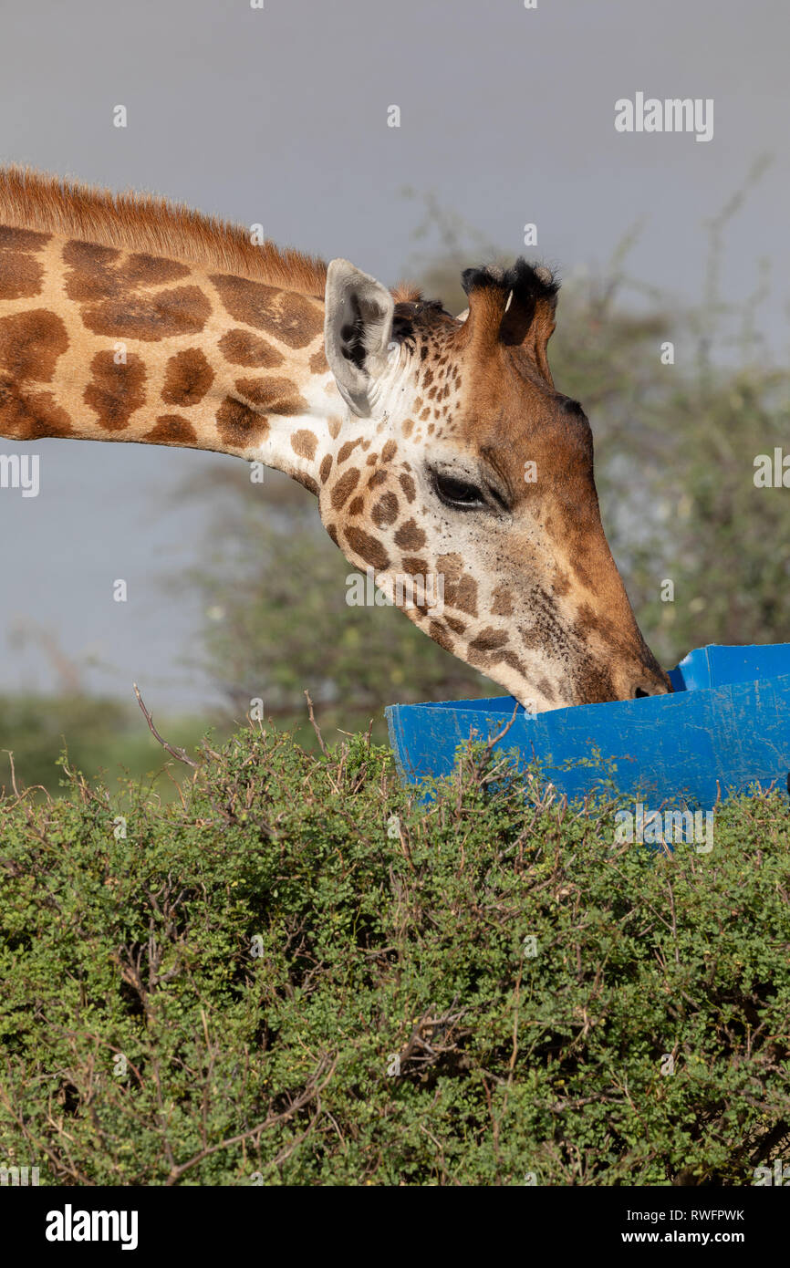 Disparition Famille Rothchild Girafe, Kenya, Africa Banque D'Images