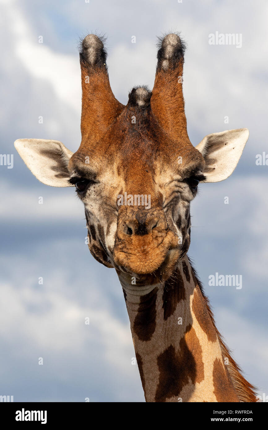 Disparition Famille Rothchild Girafe, Kenya, Africa Banque D'Images