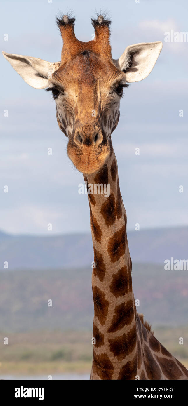 Disparition Famille Rothchild Girafe, Kenya, Africa Banque D'Images