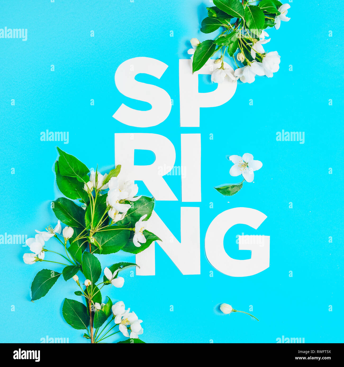 Mise en page créative de fleurs de pommier sur fond bleu. Mise à plat. Concept - minimalisme printemps Banque D'Images