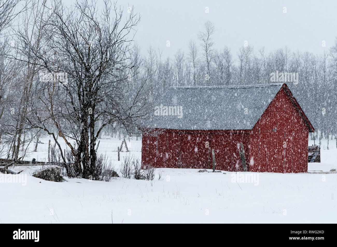 Grange rouge dans la région de fortes chutes de neige, nr Cape Chin, ON, Canada Banque D'Images