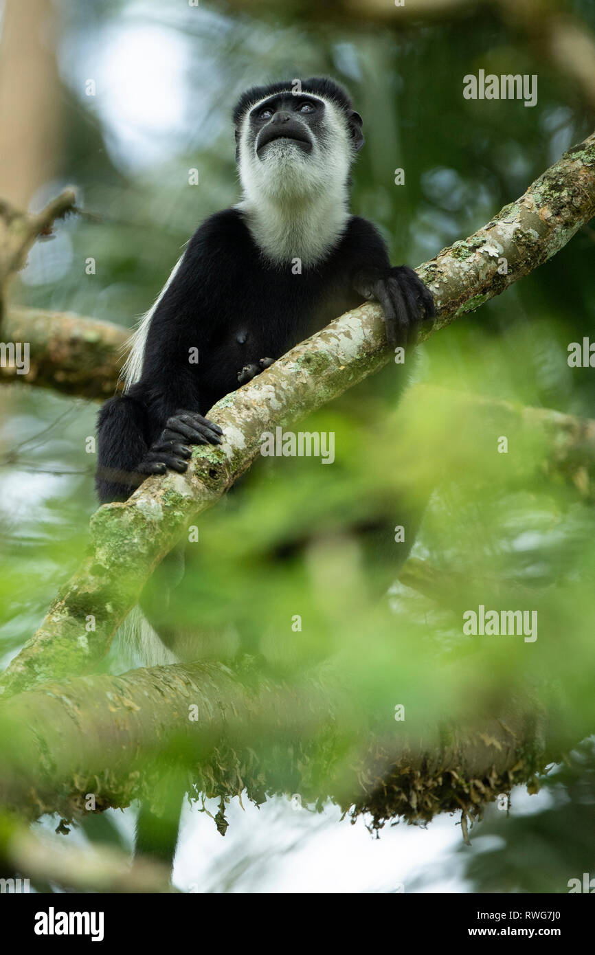 Le Colobe noir et blanc, Colobus guereza, Parc National de la forêt de Kibale, en Ouganda Banque D'Images