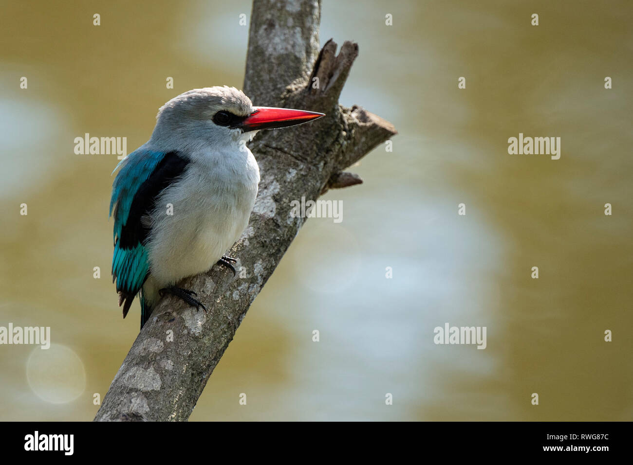 Woodland kingfisher, Halcyon senegalensis, Entebbe, Ouganda Banque D'Images