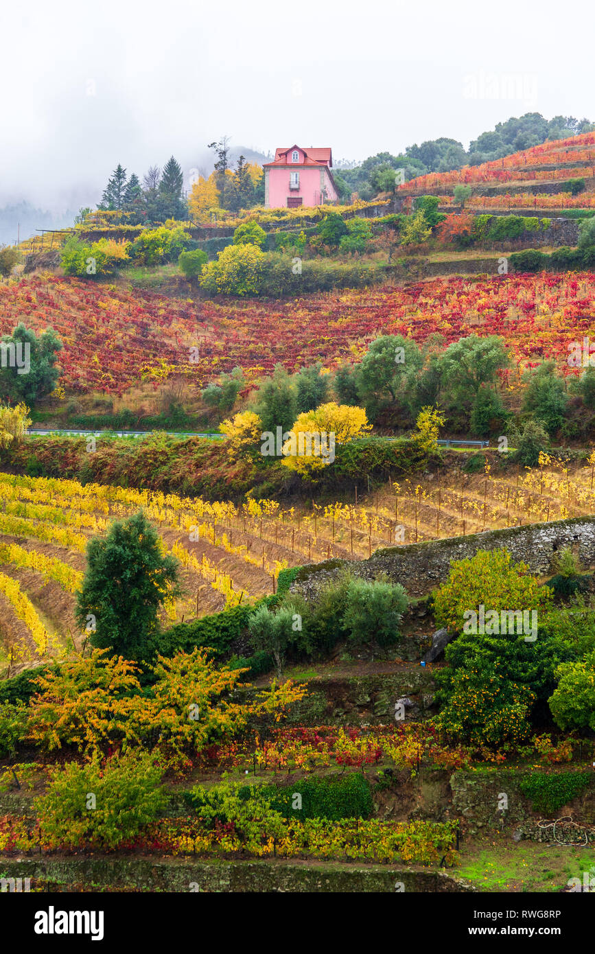 PORTO, PORTUGAL - NOVEMBRE 2018 : couleurs d'automne dominer ces vignes dans le district de Vila Real à l'extérieur de la ville de Porto, capitale du vin du Portugal. Banque D'Images