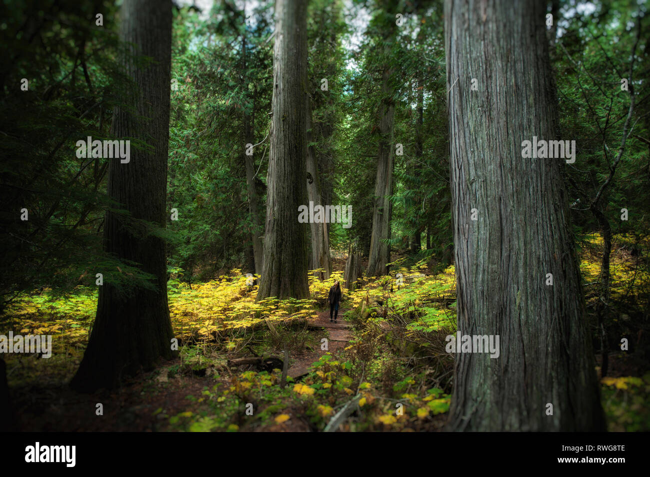 Randonnées dans les vieux peuplements de forêt de cèdres dans Parc Kokanee, BC, Canada Banque D'Images