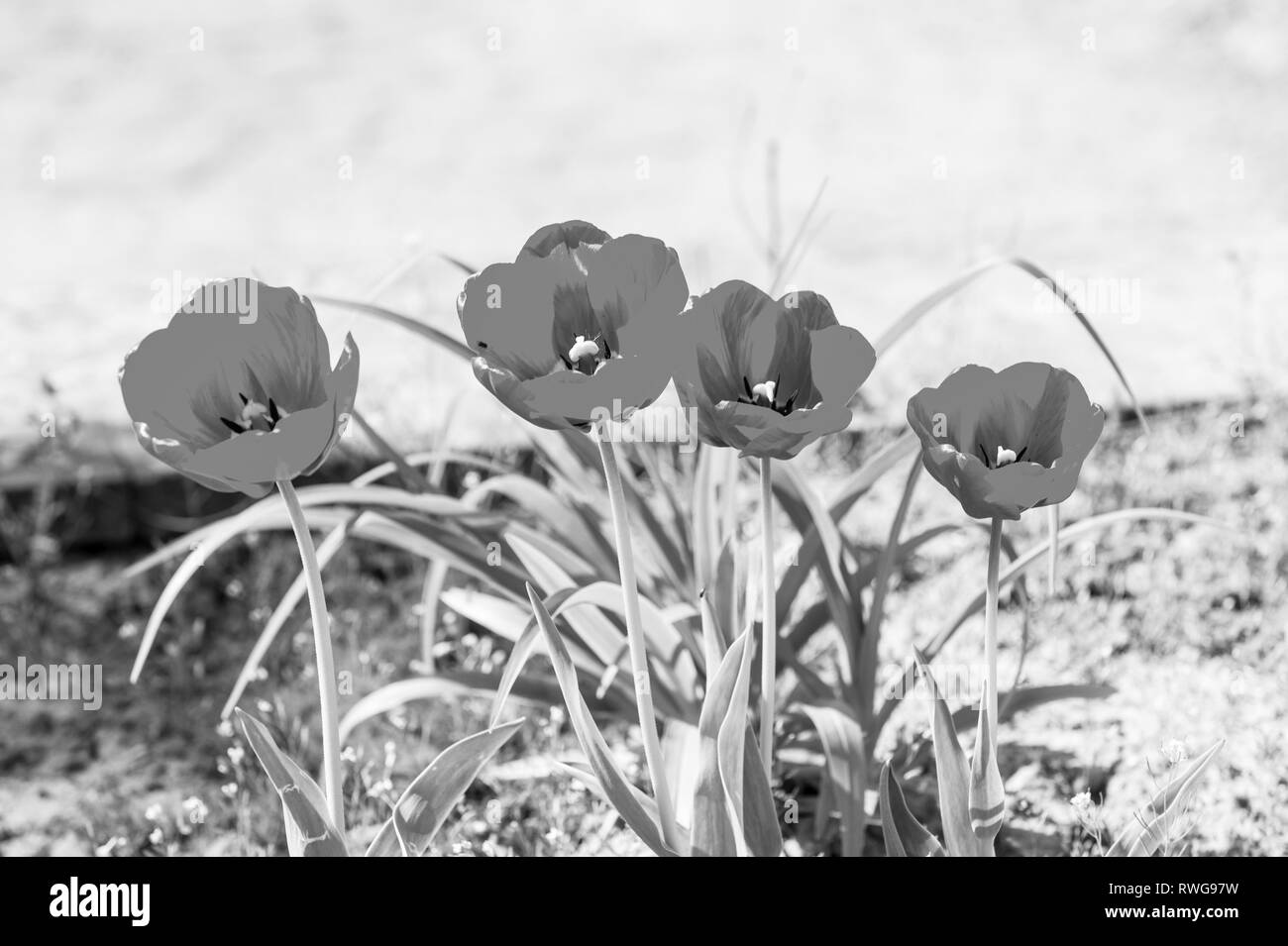Jardin de fleurs tulipes au printemps. Les tulipes en fleurs à pétales rouges sur la journée ensoleillée. L'amour, la passion, la romance. Printemps, saison d'été. La nature, la beauté, l'environnement Banque D'Images