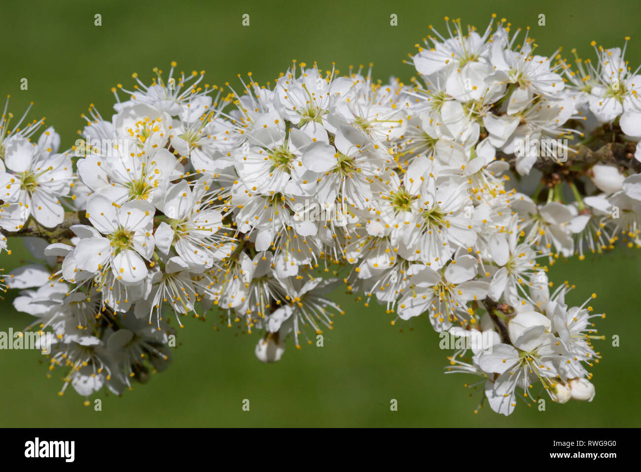 Prunellier, prunelle (Prunus spinosa), rameau en fleurs. Allemagne Banque D'Images