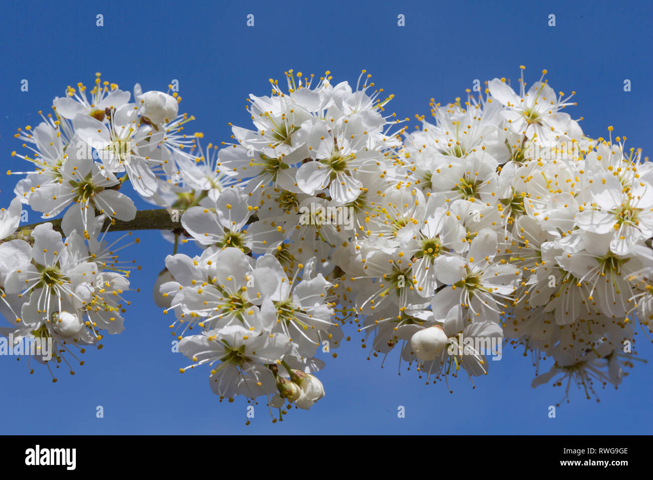 Prunellier, prunelle (Prunus spinosa), rameau en fleurs. Allemagne Banque D'Images