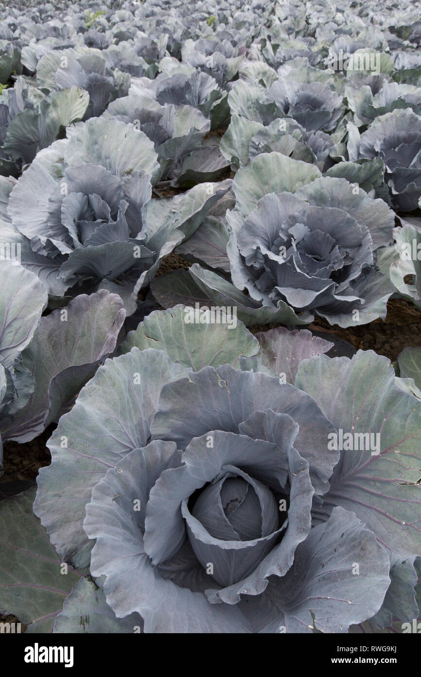 Chou rouge (Brassica oleracea var. capitata f. rubra). Les têtes de chou sur un champ de Dithmarschen, Schleswig Holstein, Allemagne, Banque D'Images