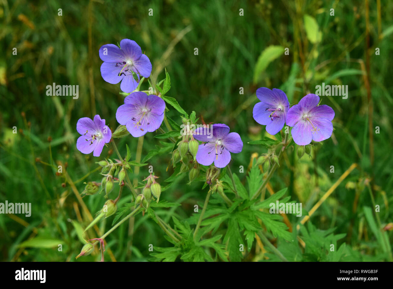 Cranes-Bill prairie, Prairie géranium (Geranium pratense). Plante en fleurs. Allemagne Banque D'Images