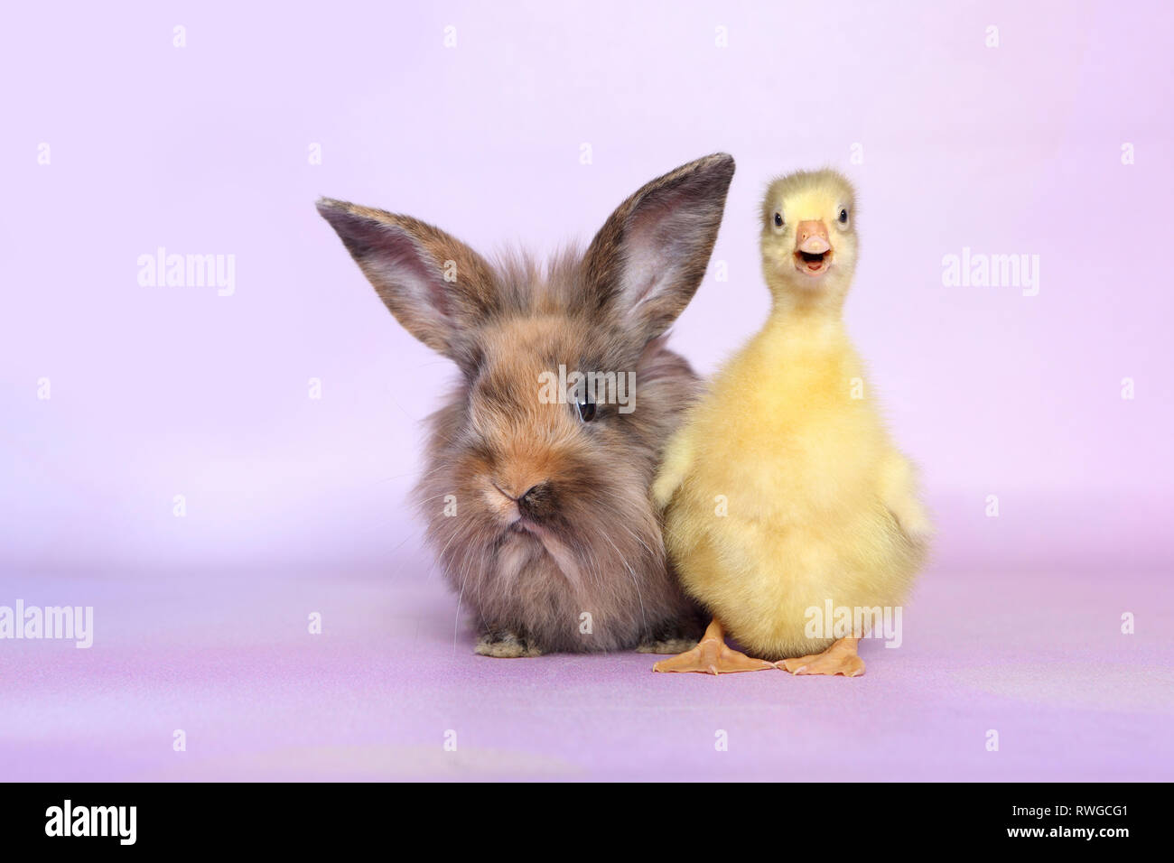 L'oie domestique. Gosling debout à côté de lapin nain adultes. Studio photo, vue sur un fond violet. Allemagne Banque D'Images