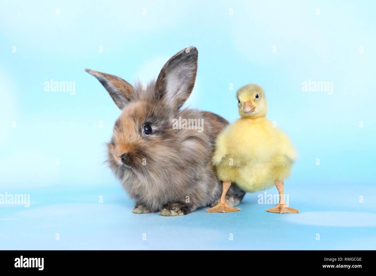 L'oie domestique. Gosling debout à côté de lapin nain adultes. Studio photo, vu contre un fond bleu clair. Allemagne Banque D'Images L'oie domestique. Gosling debout à côté de lapin nain adultes. Studio photo, vu contre un fond bleu clair. Allemagne Banque D'Images