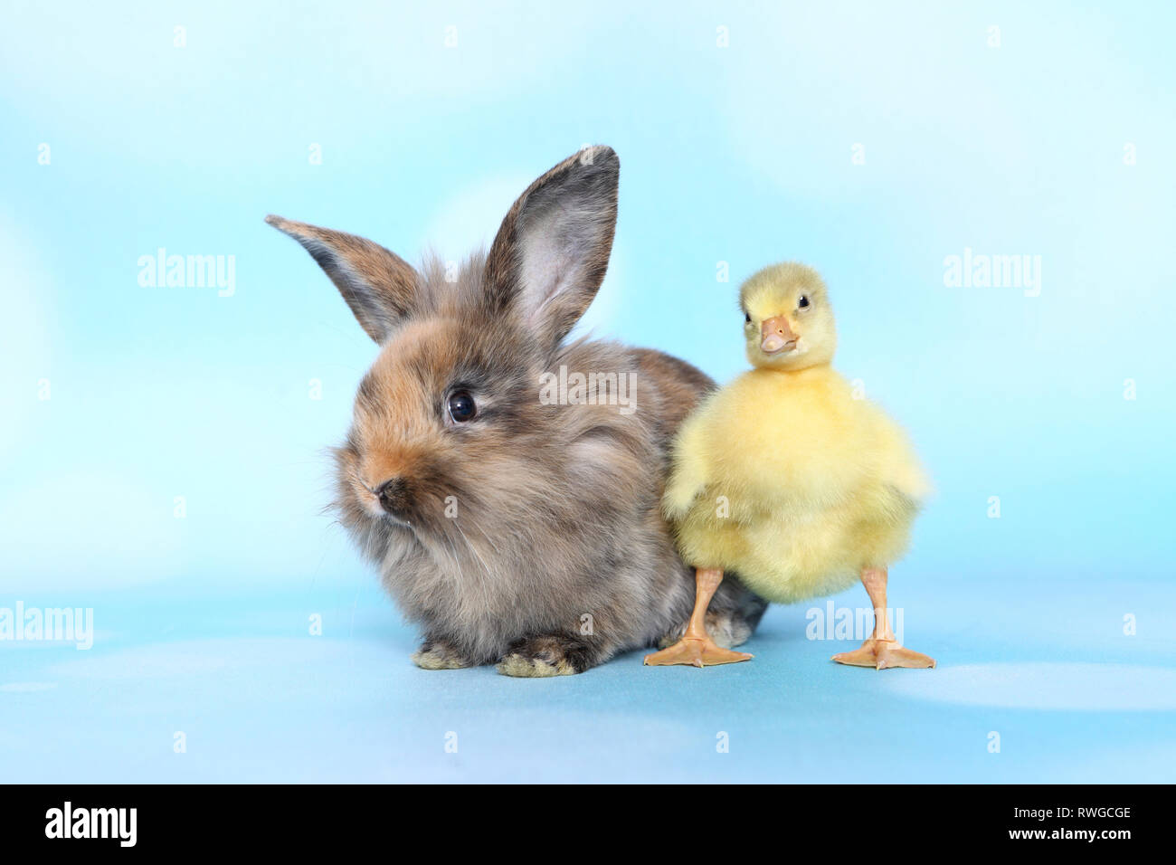 L'oie domestique. Gosling debout à côté de lapin nain adultes. Studio photo, vu contre un fond bleu clair. Allemagne Banque D'Images