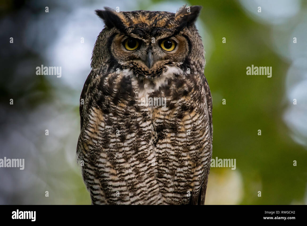 Grand-duc d'Amérique (Bubo virginianus ) perché sur membre de l'arbre dans la forêt côtière de la Colombie-Britannique. Banque D'Images