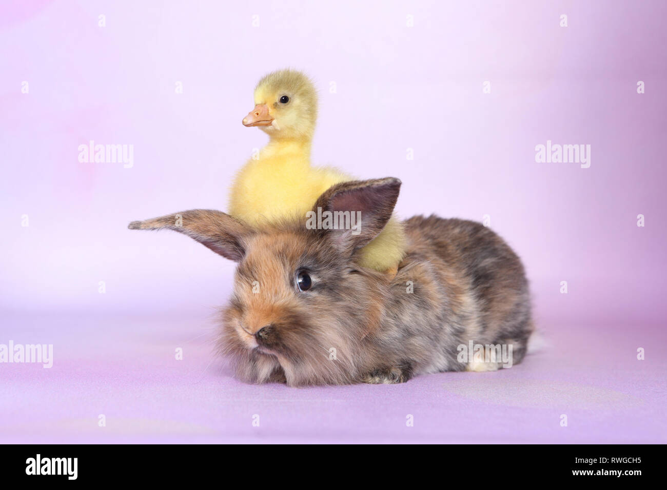 L'oie domestique. Gosling assis sur lapin nain adultes. Studio photo, vue sur un fond violet. Allemagne Banque D'Images