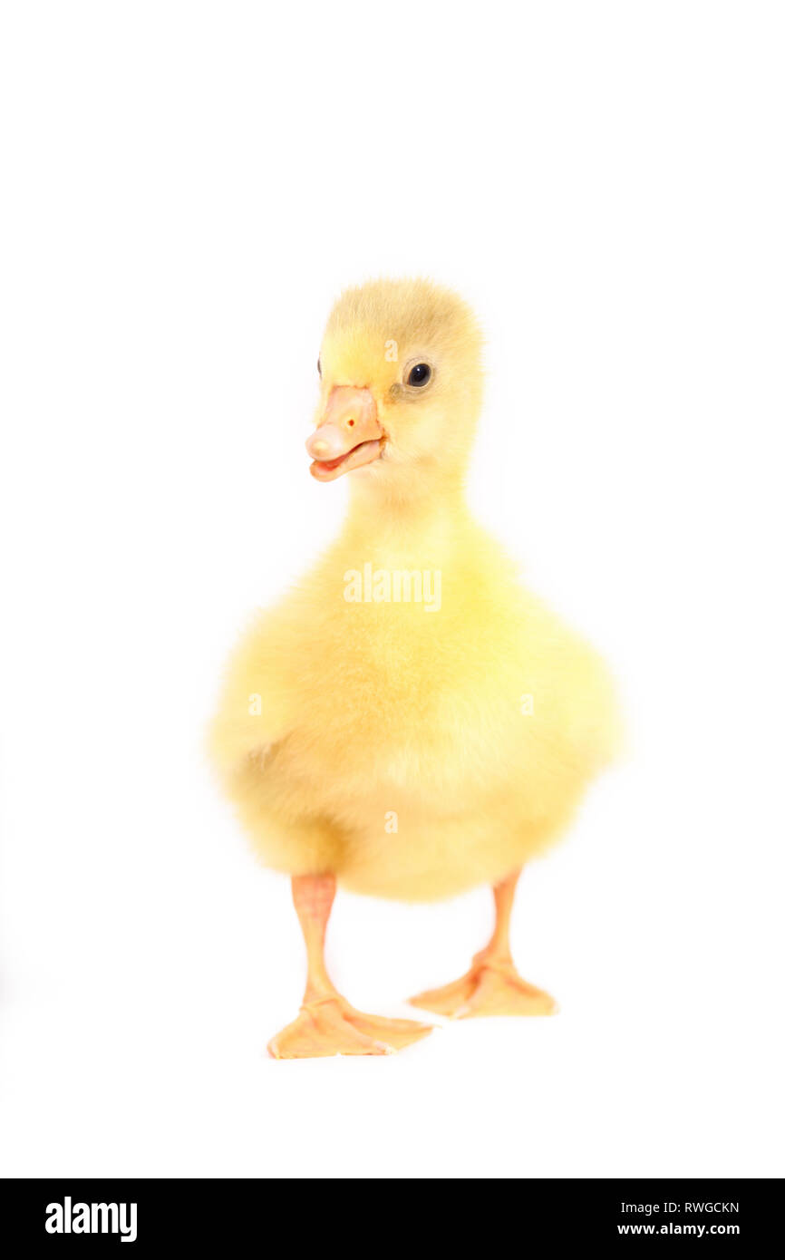 L'oie domestique. Gosling debout, vu de face. Studio photo, vu sur un fond blanc. Allemagne Banque D'Images
