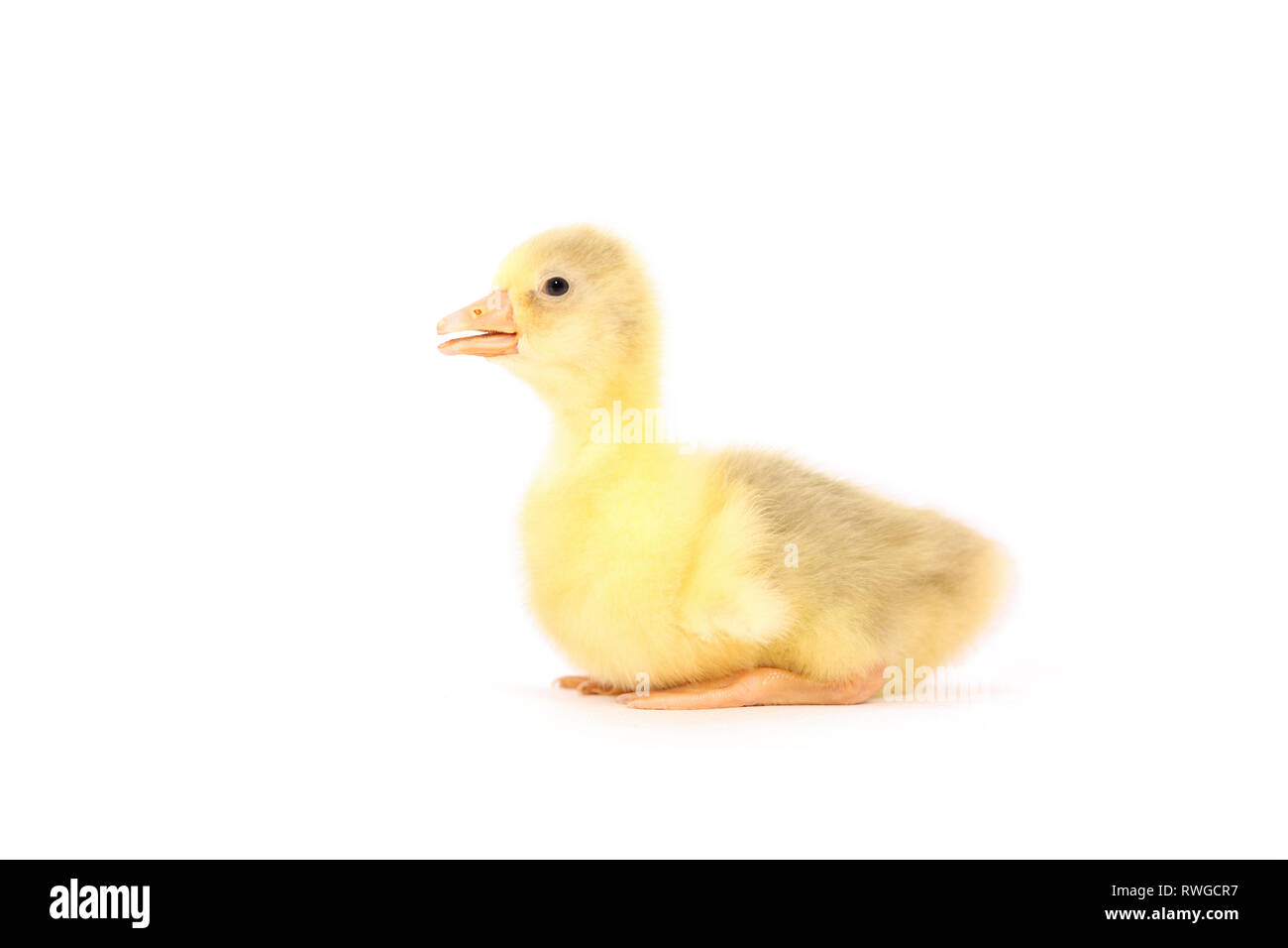 L'oie domestique. Gosling assis, vu de côté. Studio photo, vu sur un fond blanc. Allemagne Banque D'Images