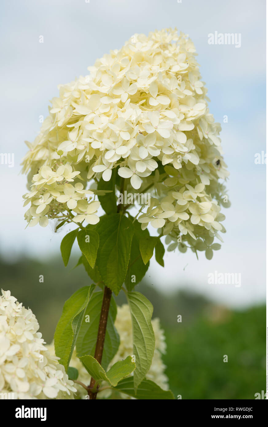 La botanique, l'oranger un hortensia, attention ! Pour Greetingcard-Use Postcard-Use / dans la partie germanophone du pays, certaines restrictions peuvent s'appliquer Banque D'Images