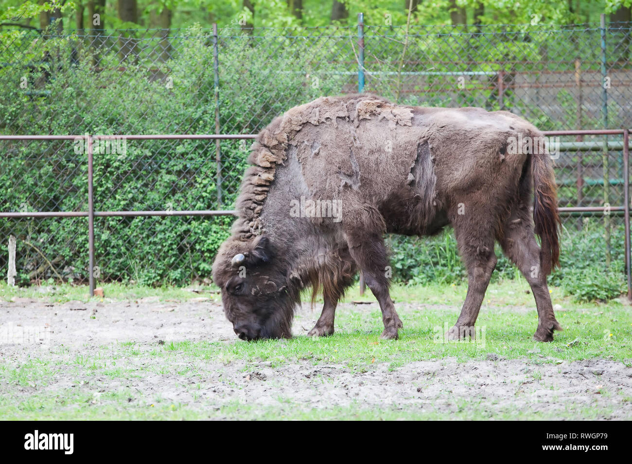 Bison bonasus, bison d'Europe, Bison, aurochs Banque D'Images