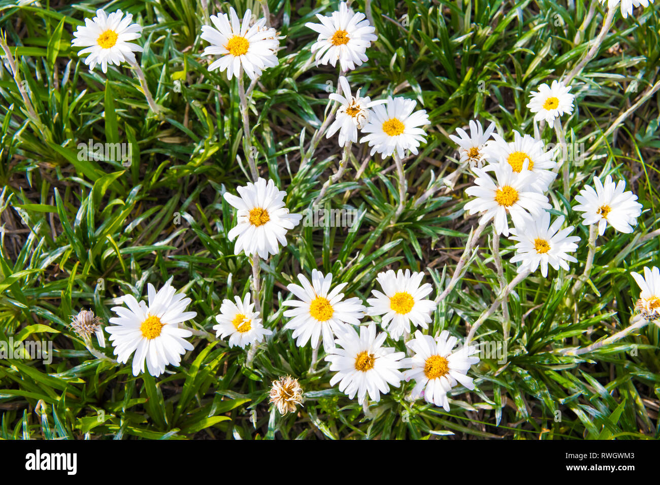 Fleurs aborigène dans le Parc National de Kosciuszko, NSW, Australie. Nature fond avec des plantes et de la végétation. Banque D'Images