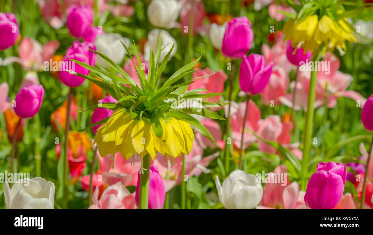 Plus près de beaucoup de différents types de fleurs avec des couleurs différentes dans le jardin pendant un printemps dans Netherland Banque D'Images