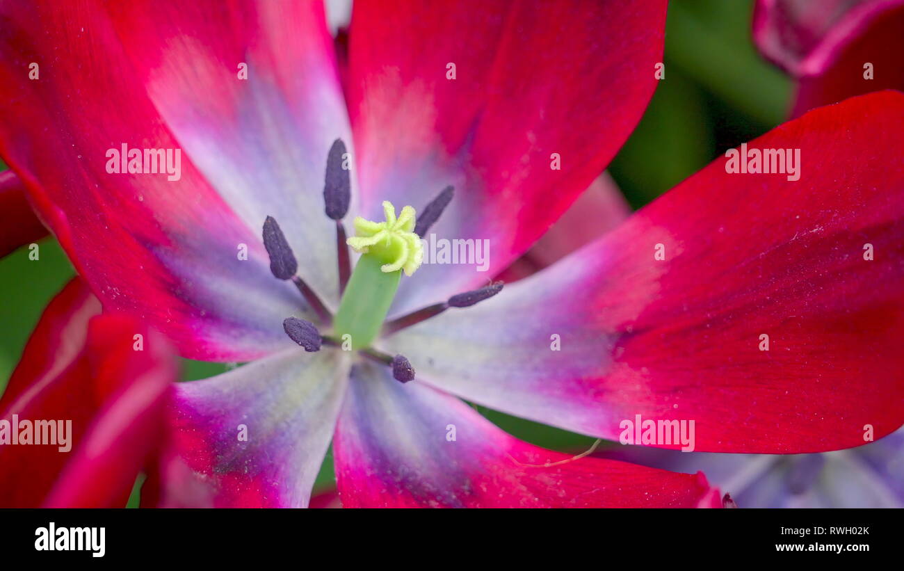 Plus près des bourgeons jaunes de la fleur rouge avec la pleine floraison pétales ainsi que d'autres fleurs dans le domaine Banque D'Images