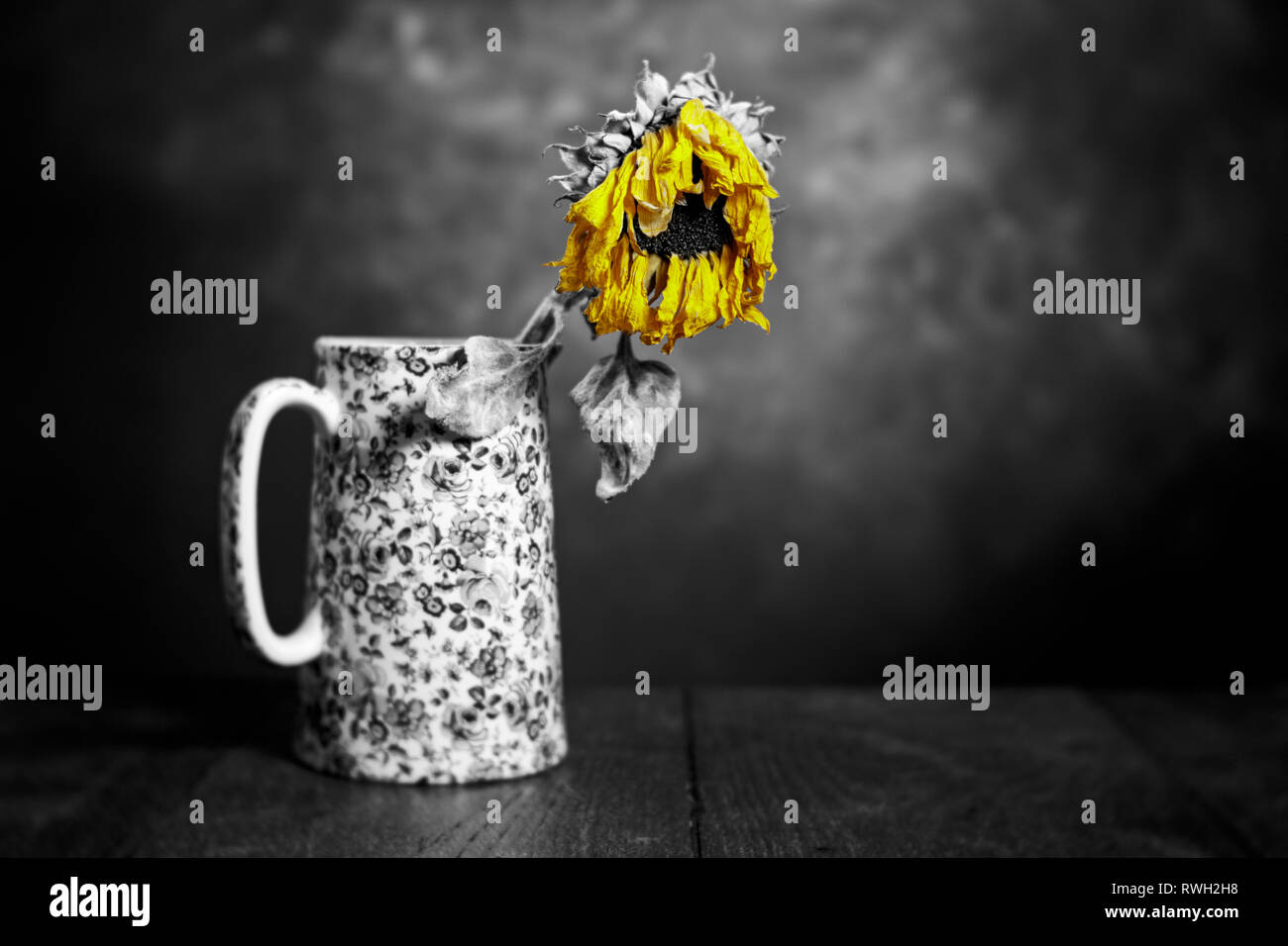 En tête de tournesol morts une cruche peint contre un fond texturé. L'image est en noir et blanc - avec des pétales jaune sur le tournesol Banque D'Images