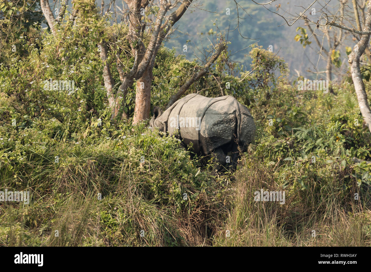 Le rhinocéros indien (Rhinoceros unicornis) dans le parc national de Chitwan, Népal - une destination populaire pour les touristes l'observation de la faune. Banque D'Images