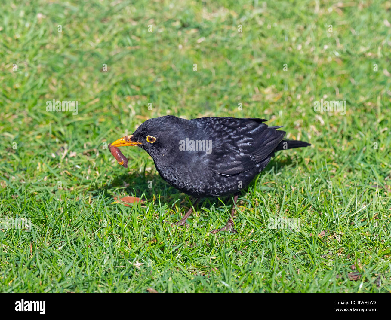 Turdus merula Blackbird alimentation mâle sur une terre ver sur un jardin pelouse. Au début du printemps Banque D'Images