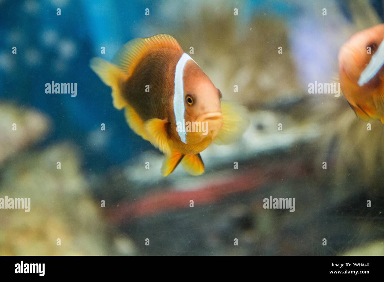 Nage du poisson clown Banque D'Images