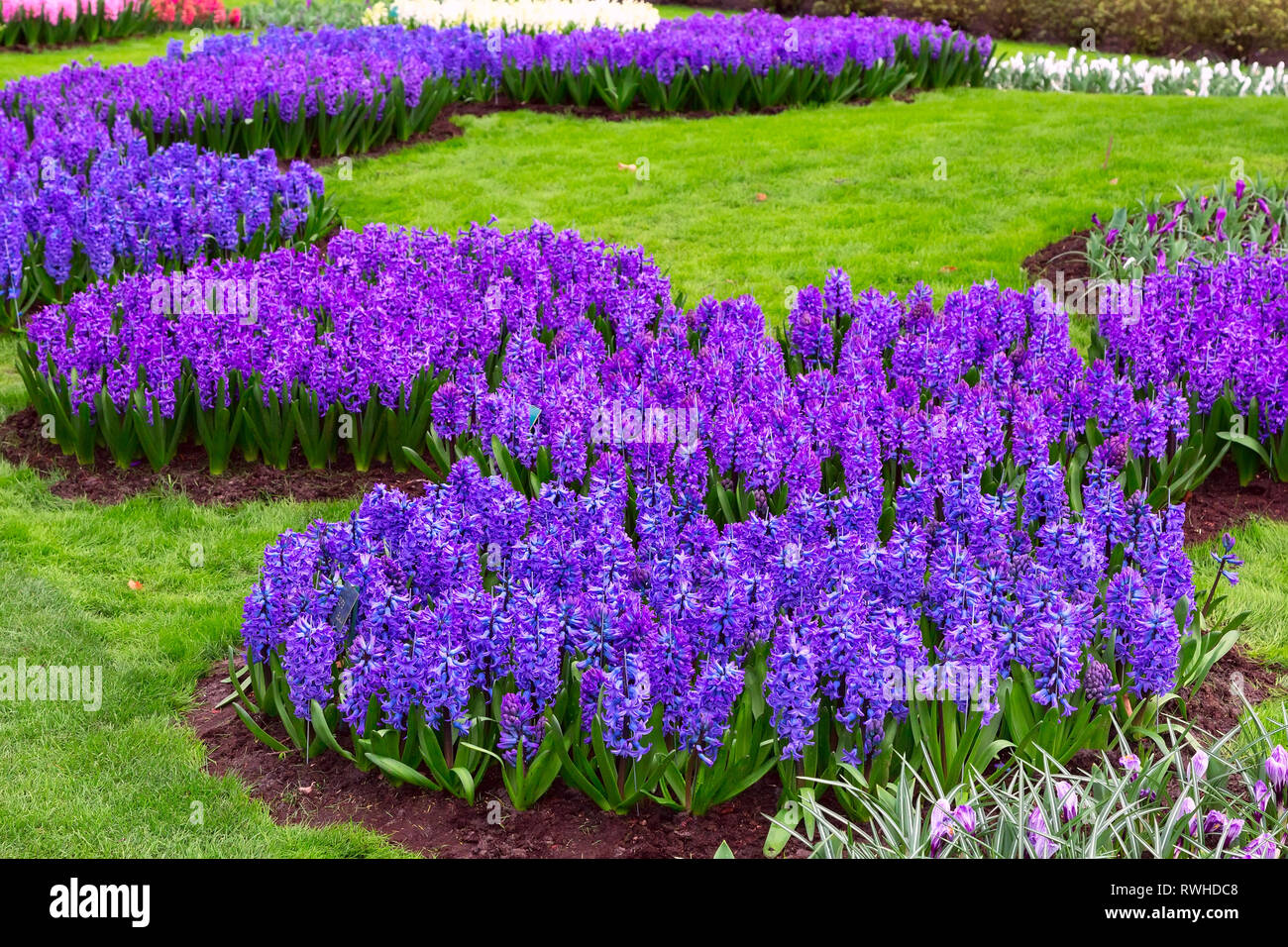 Violet, Bleu, couleur lilas fleur fleurs jacinthes dans jardin de printemps Banque D'Images