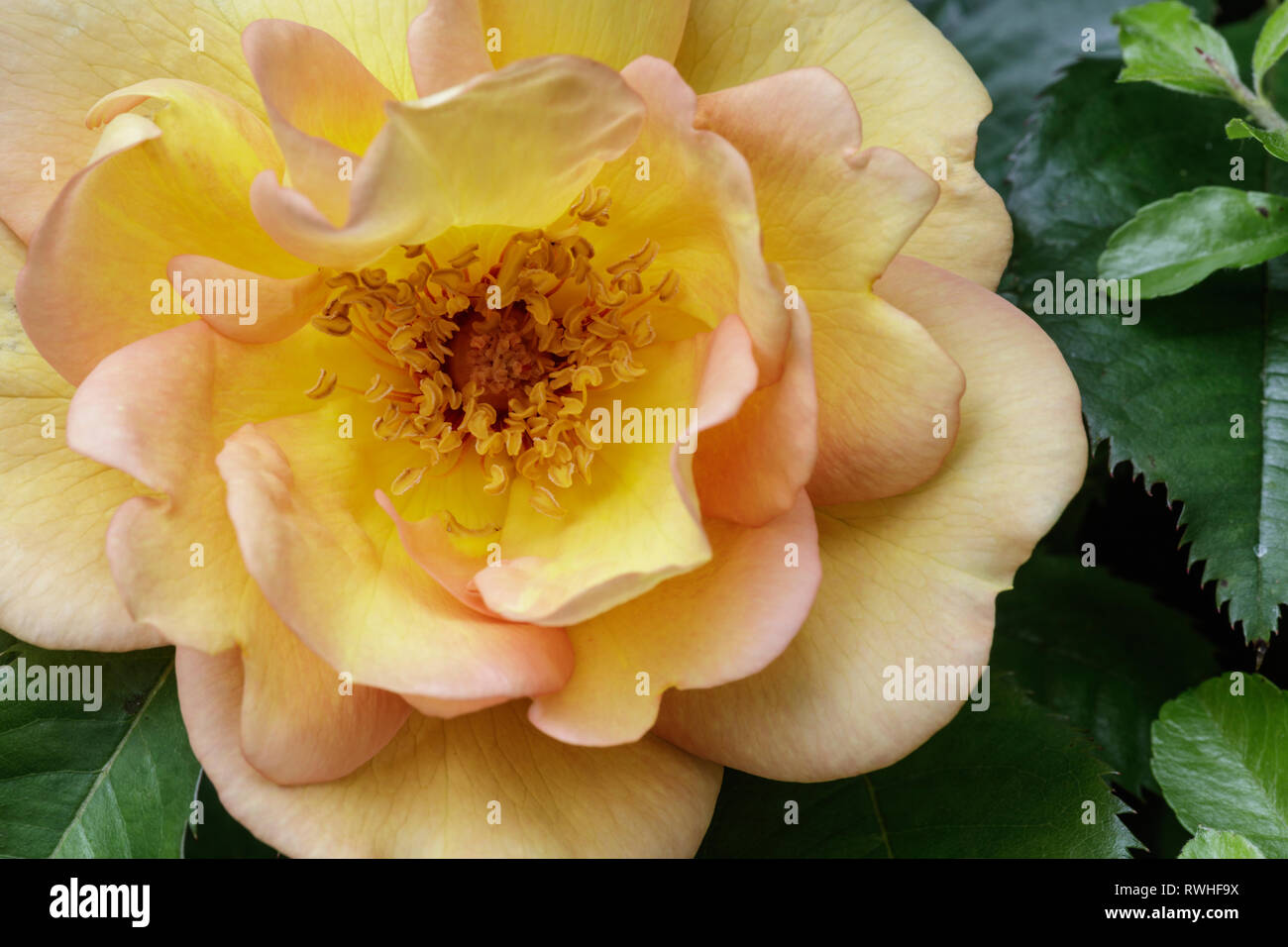 Portrait d'une rose jaune Banque D'Images